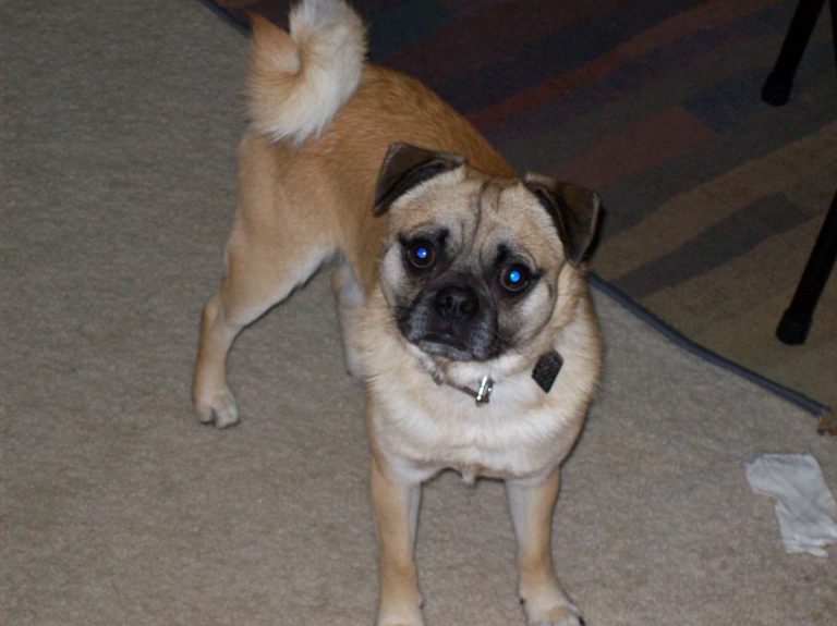 Puggat (Pug and Rat Terrier Mix)